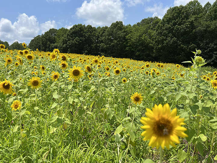 This Week at the First Peak – Events for July 16-22, 2025