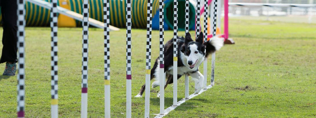 Blue Ridge Agility club-post