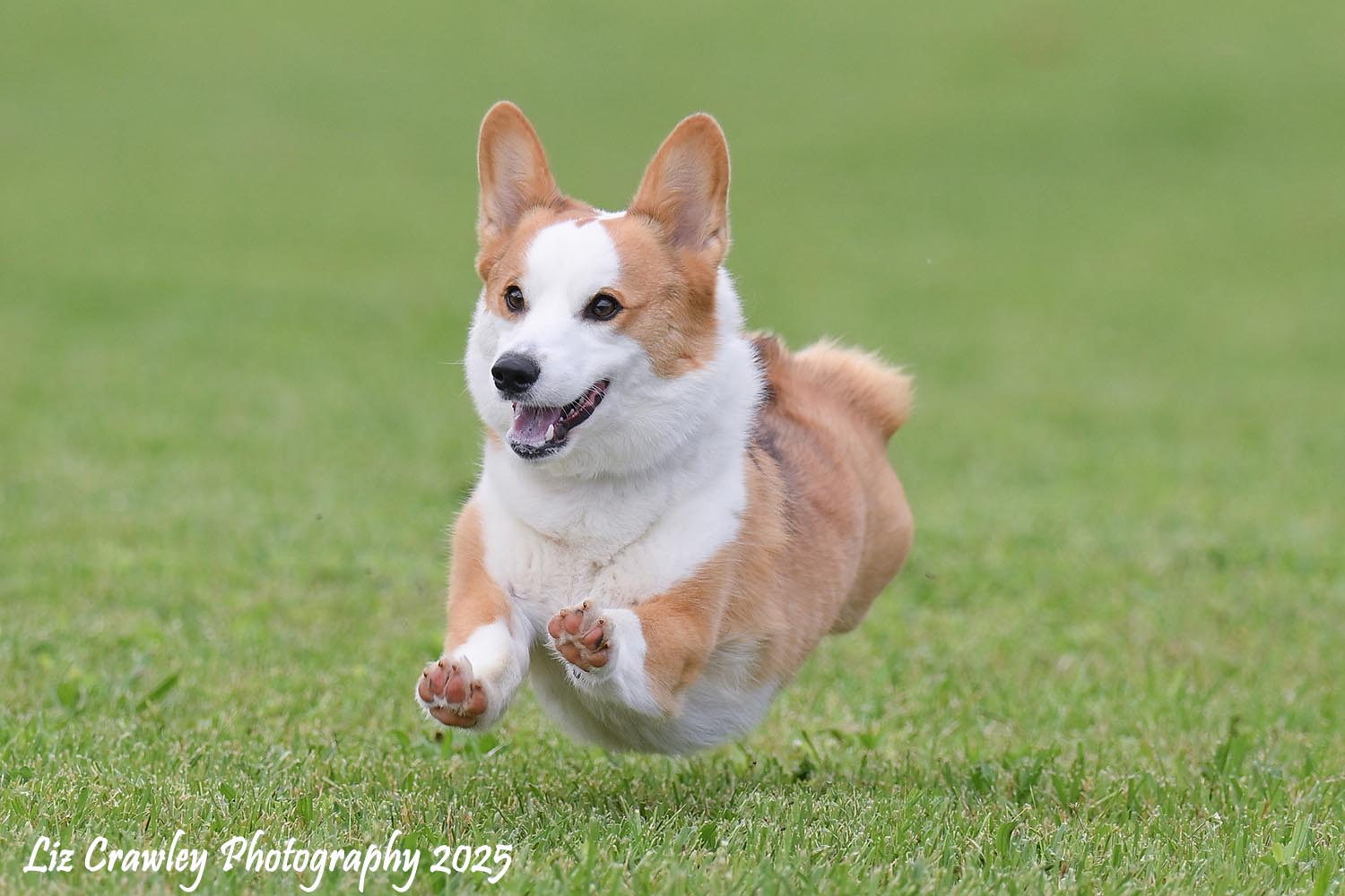 corgi 3-post