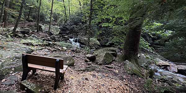 pearson’s falls forest bench-nl